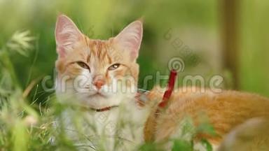 可爱有趣的<strong>红白</strong>猫在<strong>红</strong>领放松在<strong>绿</strong>草的夏天花园。 日落，多利射中